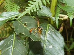 Salpingogaster