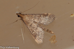 Dolicharthria punctalis