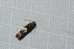 Eucosma parmatana