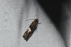 Eucosma parmatana