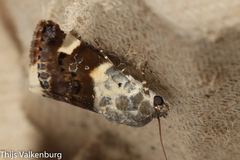 Acontia lucida