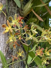 Encyclia patens