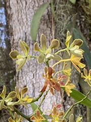 Encyclia patens