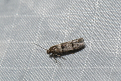 Pigritia