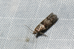 Pigritia