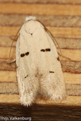 Stibaromacha ratella
