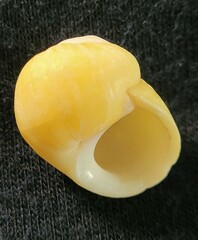 Littorina