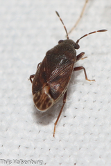 Stygnocoris