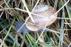 Otala punctata