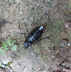 Tenebrionidae