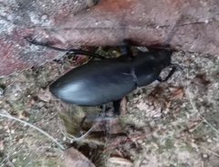 Tenebrionidae
