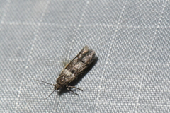 Pigritia