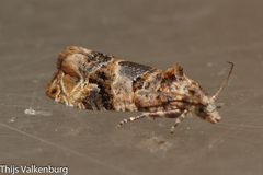 Lobesia botrana