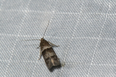 Pigritia