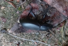 Tenebrionidae