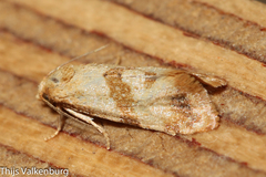 Phalonidia contractana