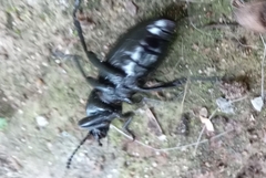Tenebrionidae