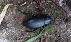 Tenebrionidae