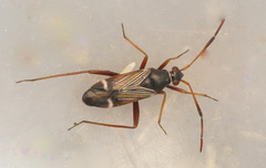 Cremnocephalus albolineatus