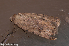 Caradrina clavipalpis