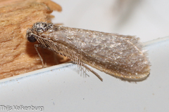 Dissoctena albidella