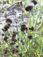 Juncus ensifolius
