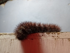 Spilosomina