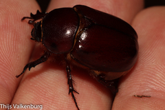 Phyllognathus excavatus