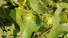 Passiflora