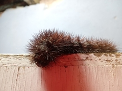 Spilosomina