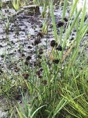 Juncus ensifolius