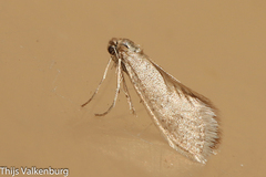 Dissoctena albidella