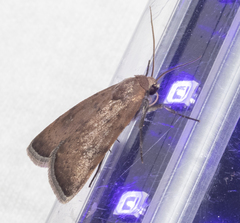 Micrathetis