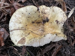 Russula ochroleuca