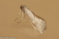 Dissoctena albidella