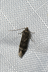 Gelechiini