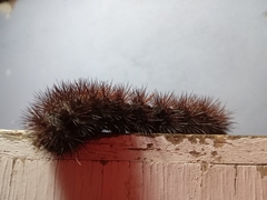 Spilosomina