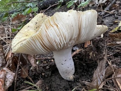 Russula ochroleuca