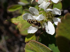 Syrphini