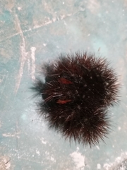 Spilosomina