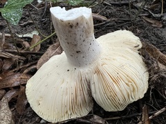 Russula ochroleuca