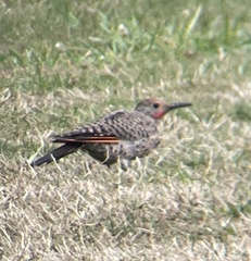 Colaptes auratus cafer