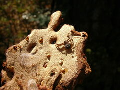 Bassaniana utahensis