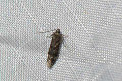 Gelechiini