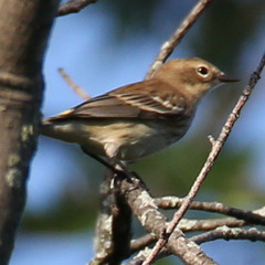 Setophaga coronata coronata