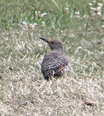 Colaptes auratus cafer