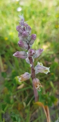 Lachenalia variegata