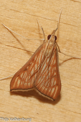 Antigastra catalaunalis