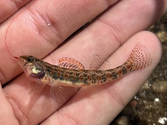 Etheostoma exile