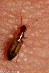 Paradromius linearis